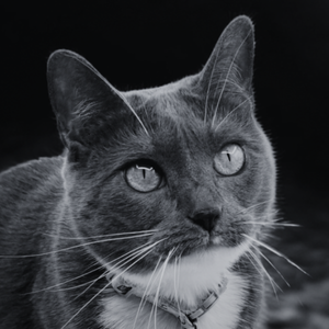 Gray cat with green eyes on a black background