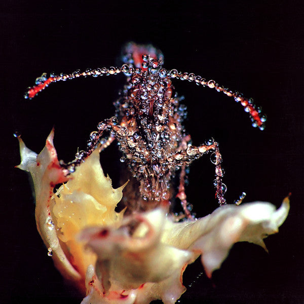 Close-up of an insect with water droplets on a  flower with a dark background