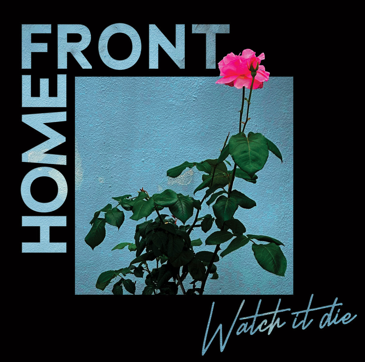 Pink rose against a blue wall surrounded by artist and album text.