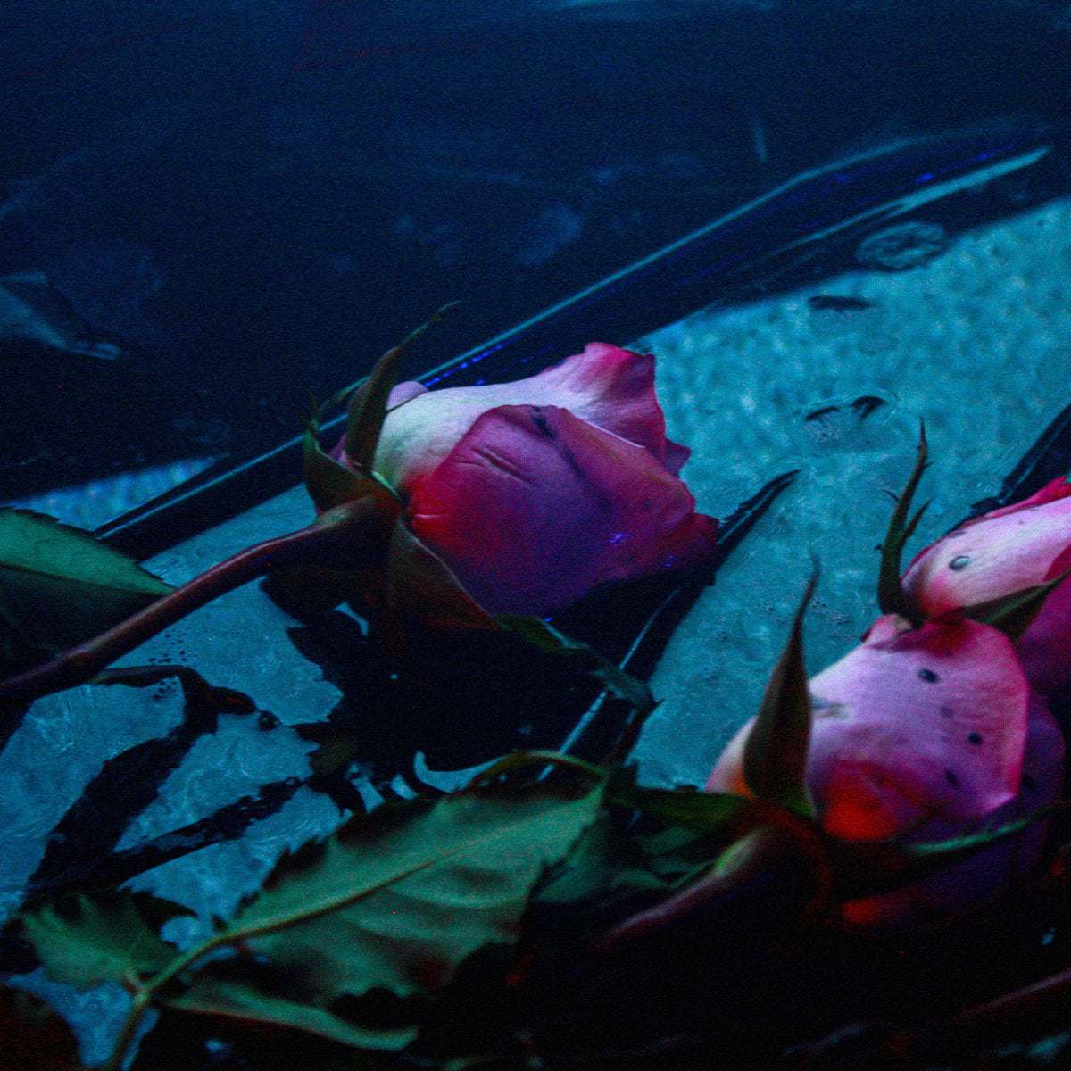 Skeleton Hands - Wake album cover pink roses underwater with a dark blue background