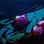 Skeleton Hands - Wake album cover pink roses underwater with a dark blue background
