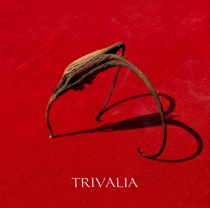 Album cover for Trivalia - Crna Voda showing dried plant on a red background 